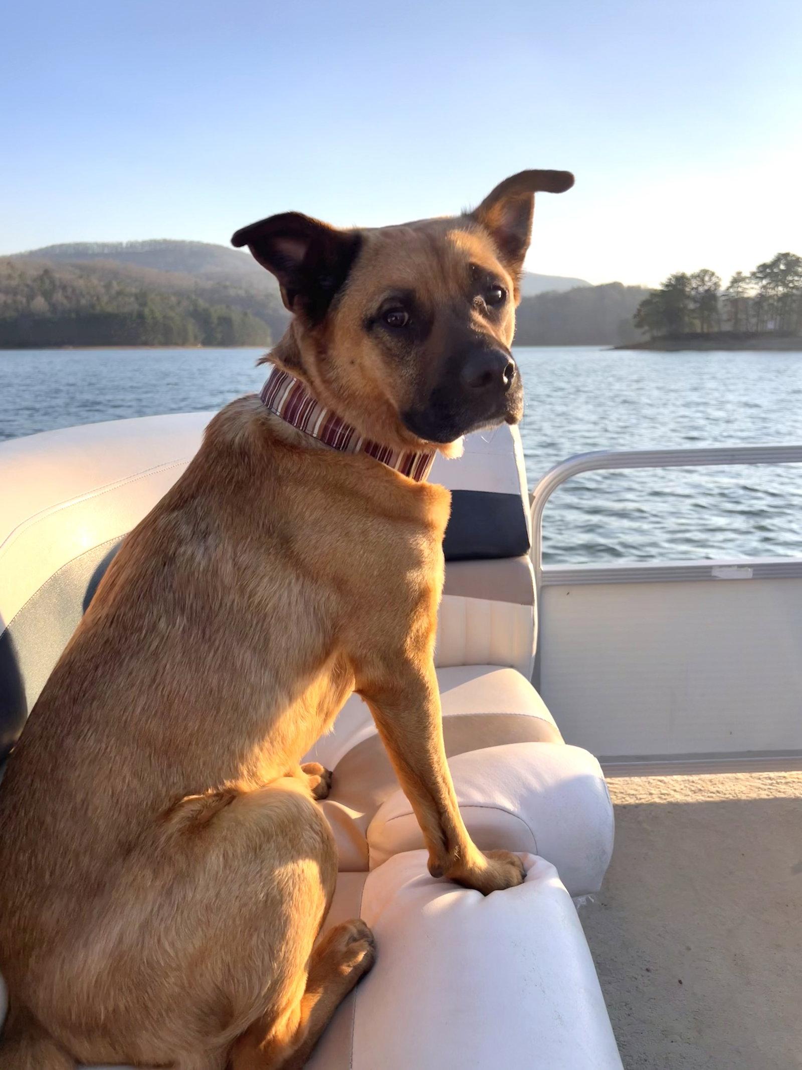 Enlarge Barley, a Adoptable mixed breed in Decatur, GA image 2/3