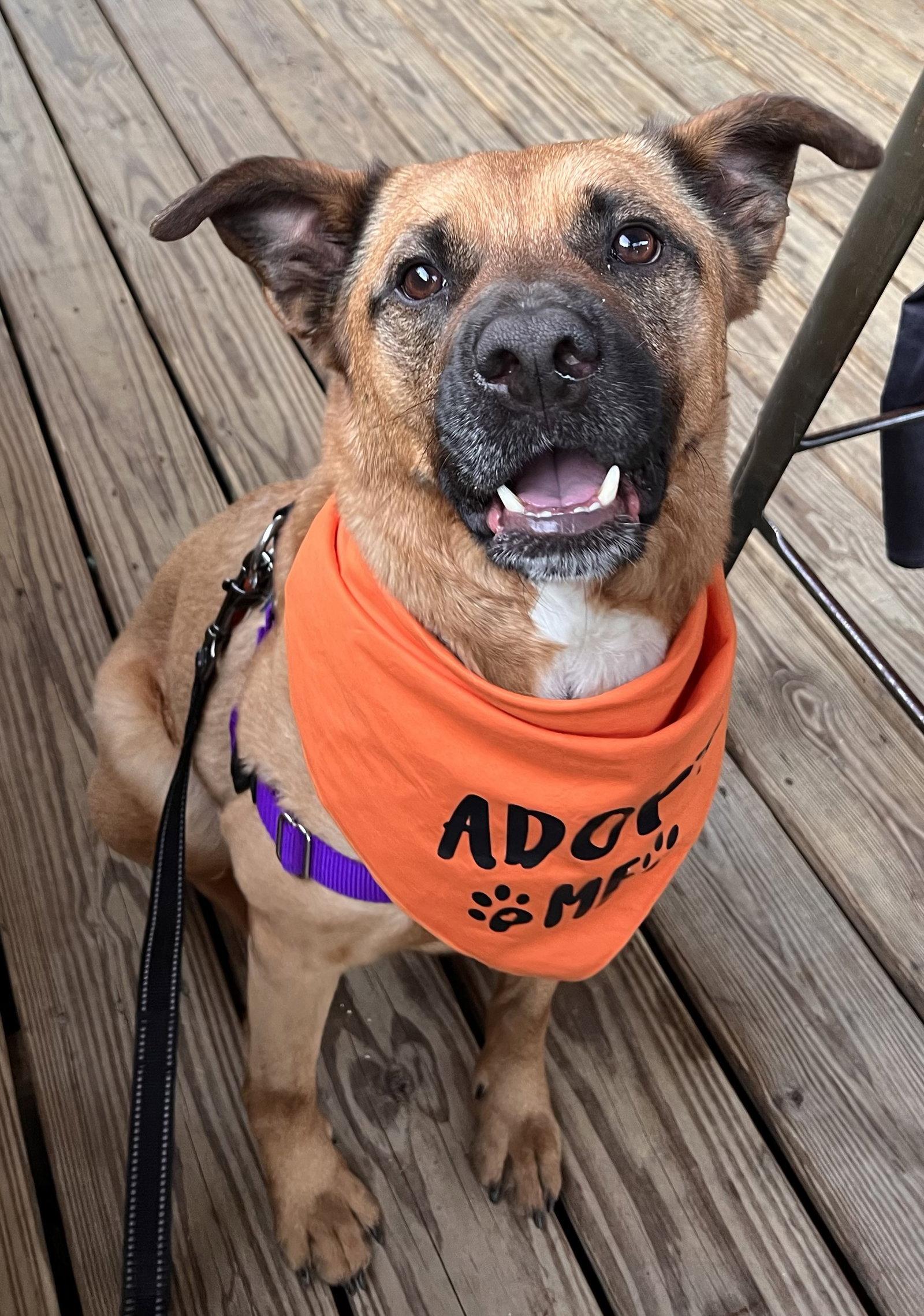Enlarge Barley, a Adoptable mixed breed in Decatur, GA image 3/3