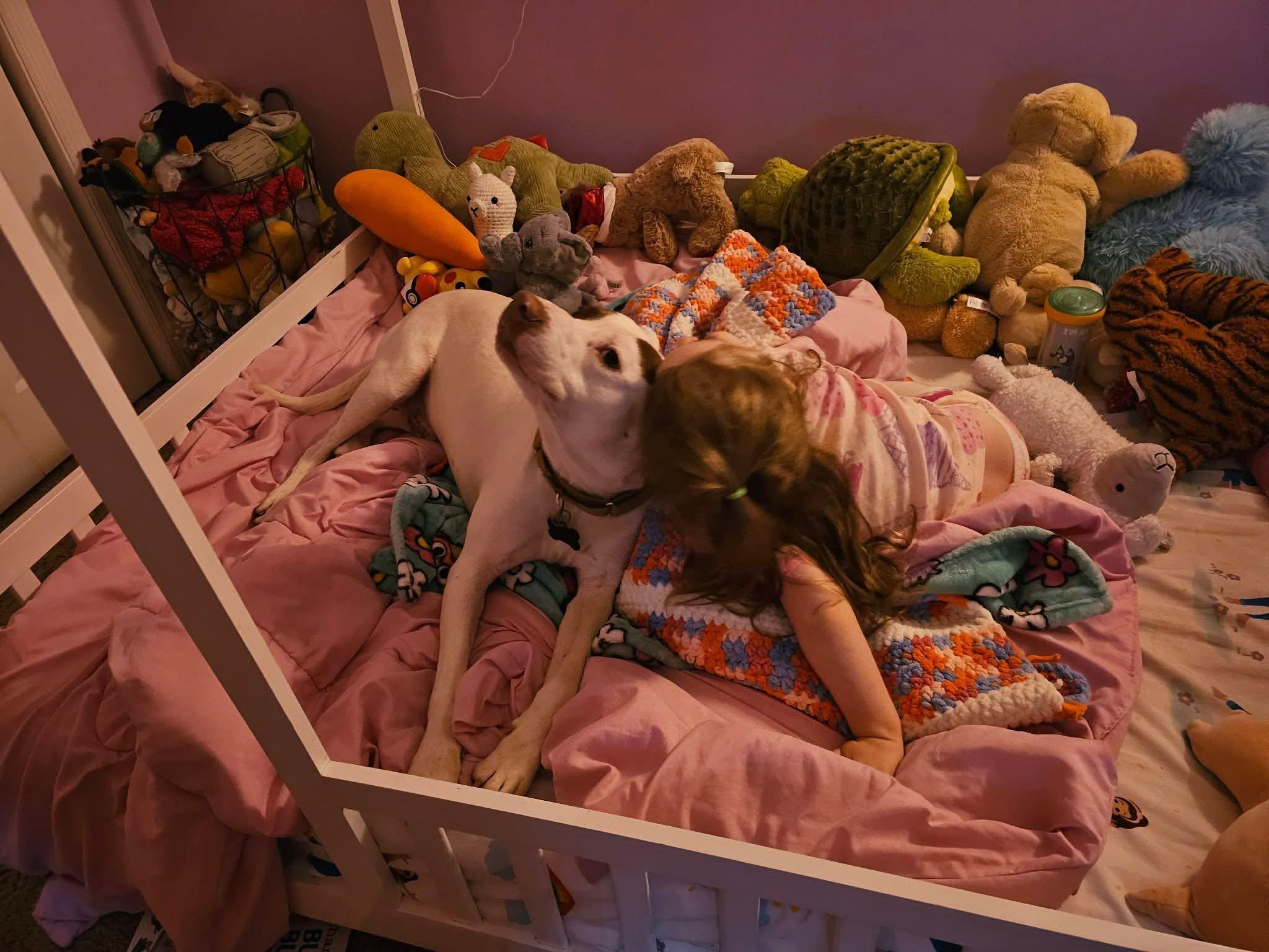 Bo, a Adoptable mixed breed in Huntsville, AL image 3/6