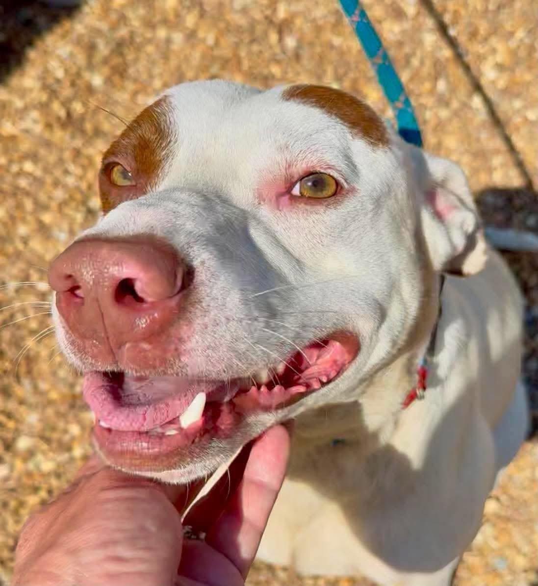 Bo, a Adoptable mixed breed in Huntsville, AL image 1/6