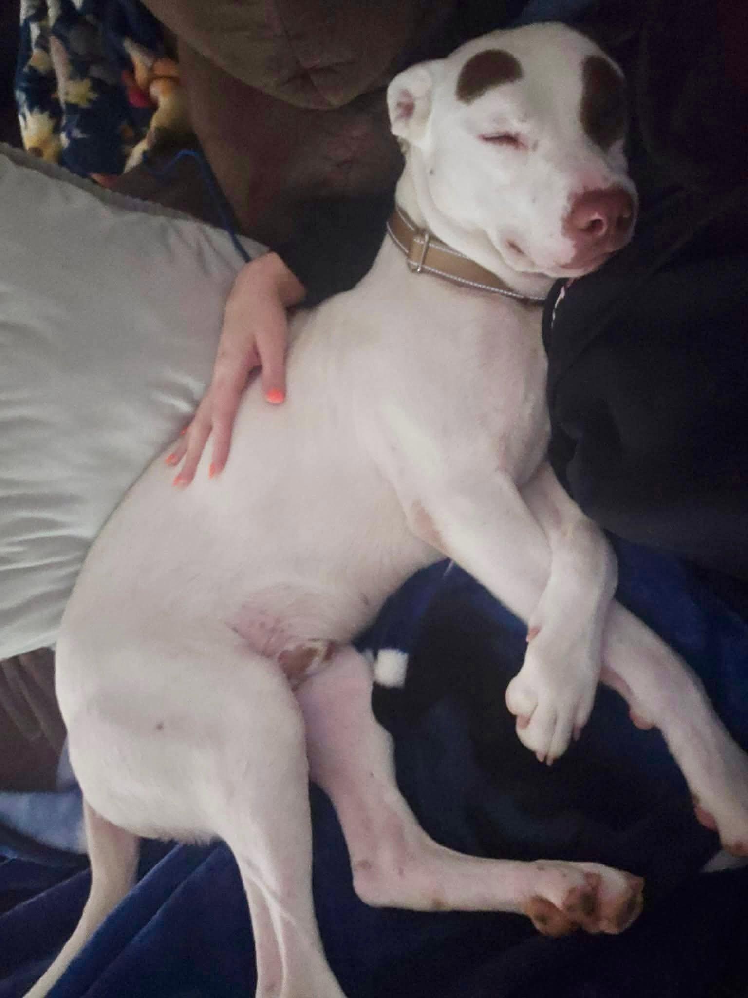 Bo, a Adoptable mixed breed in Huntsville, AL image 5/6