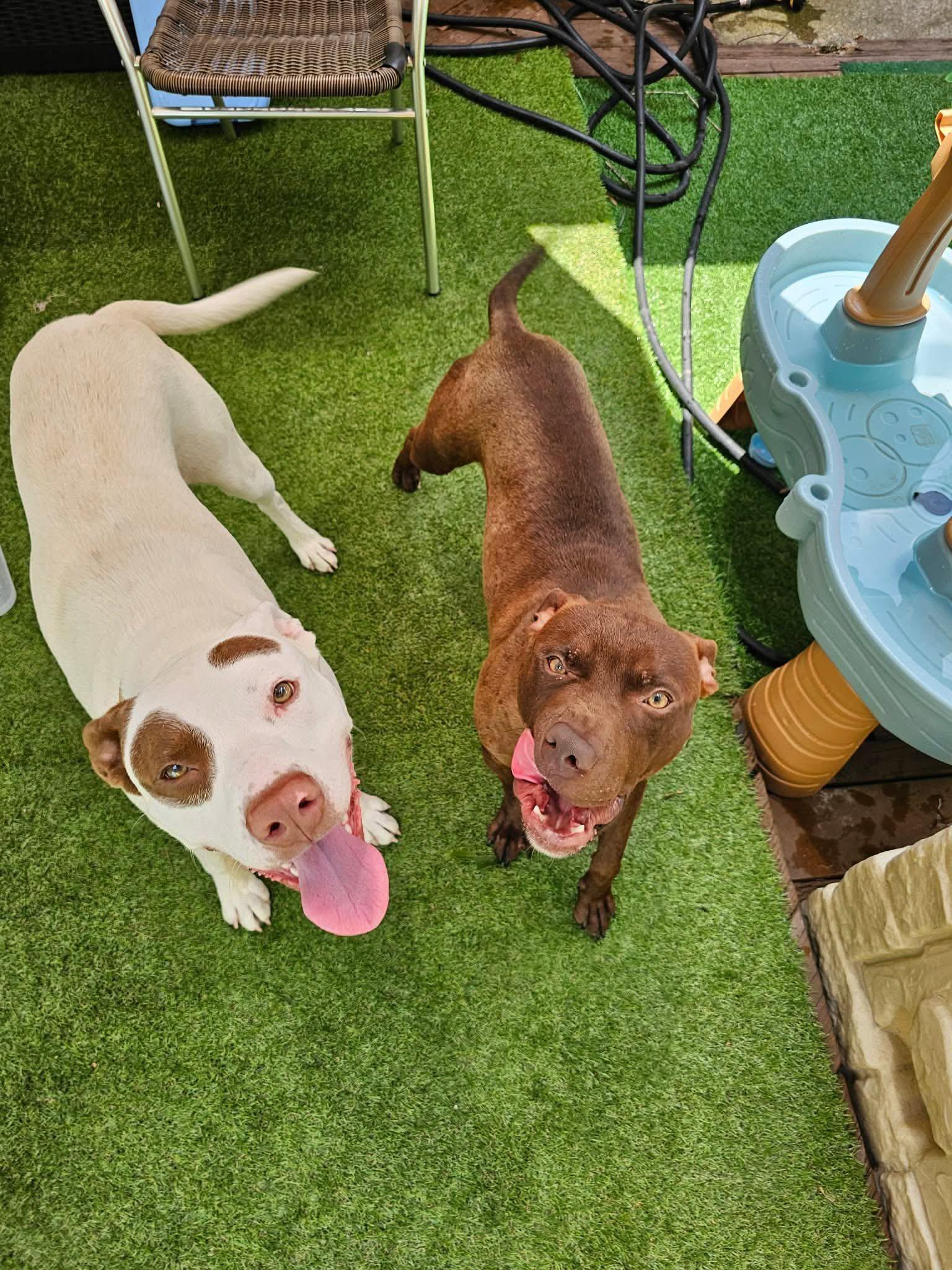 Bo, a Adoptable mixed breed in Huntsville, AL image 4/6