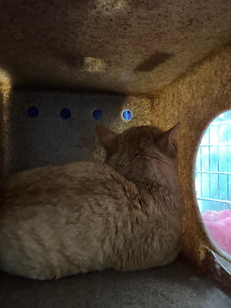 Enlarge Almond Feral, a Adoptable mixed breed in Danielsville, GA image 1/1