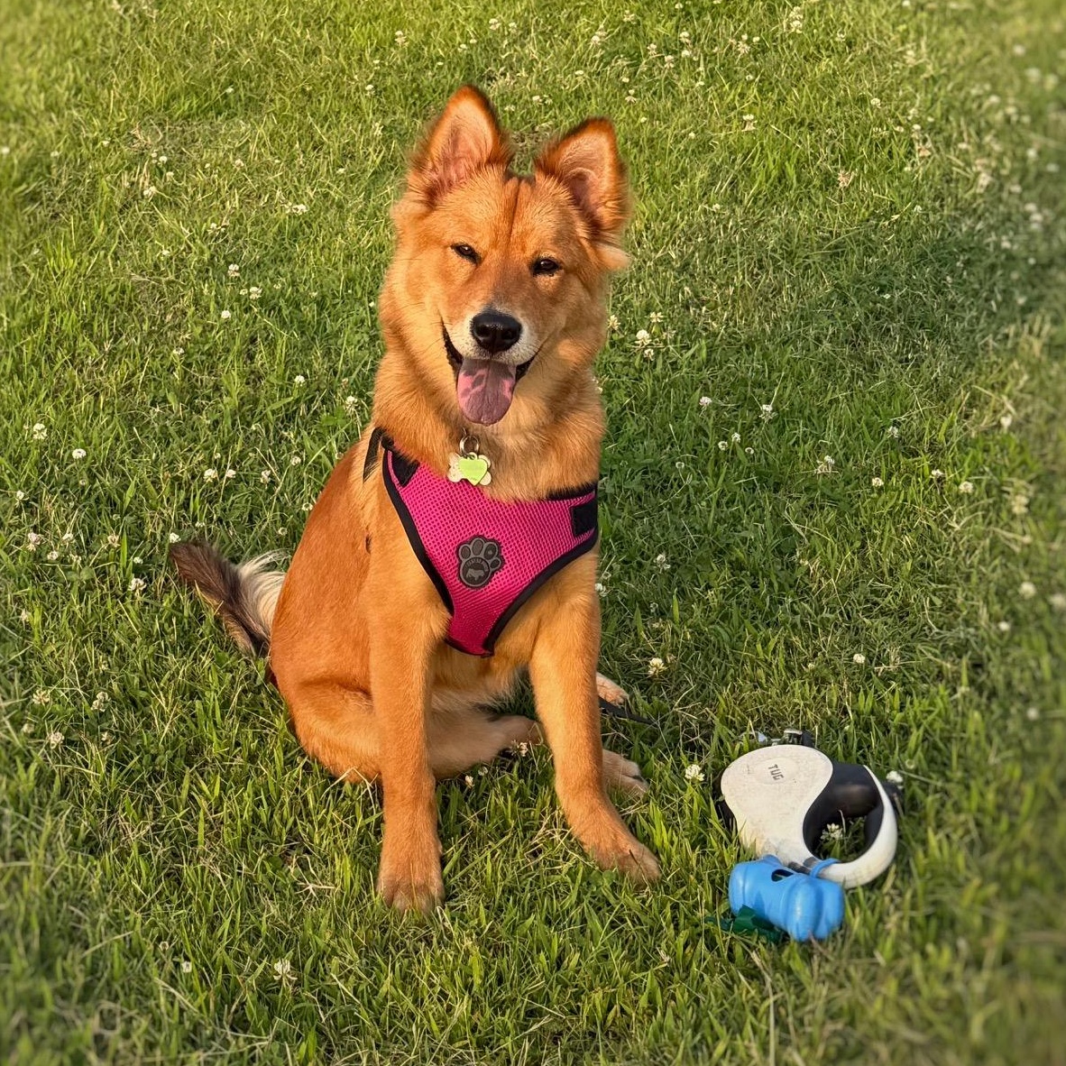 Enlarge Lily Belle, a ADOPTABLE mixed breed in Houston, TX image 3/5