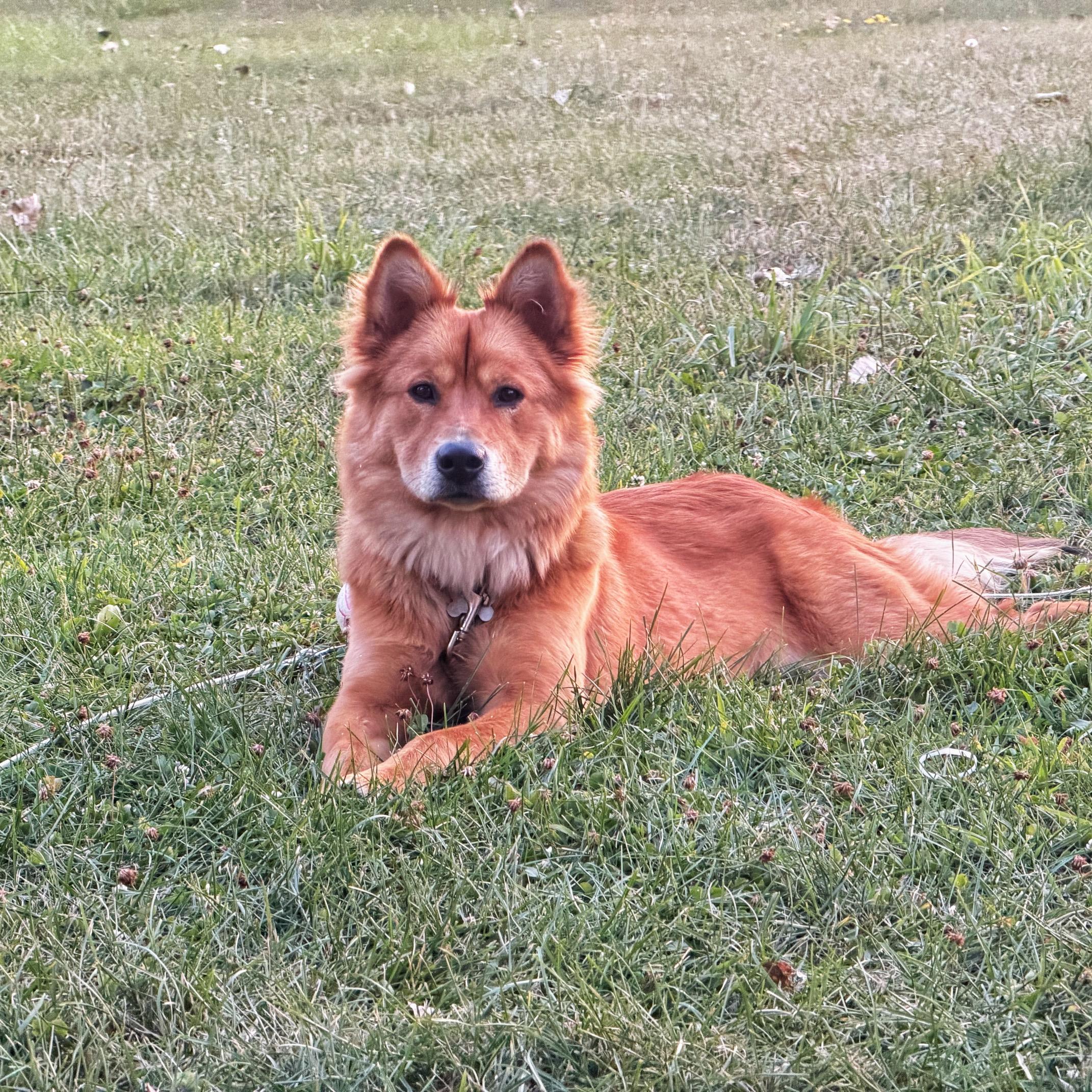 Lily Belle, ADOPTABLE, Puppy Female Chow Chow.