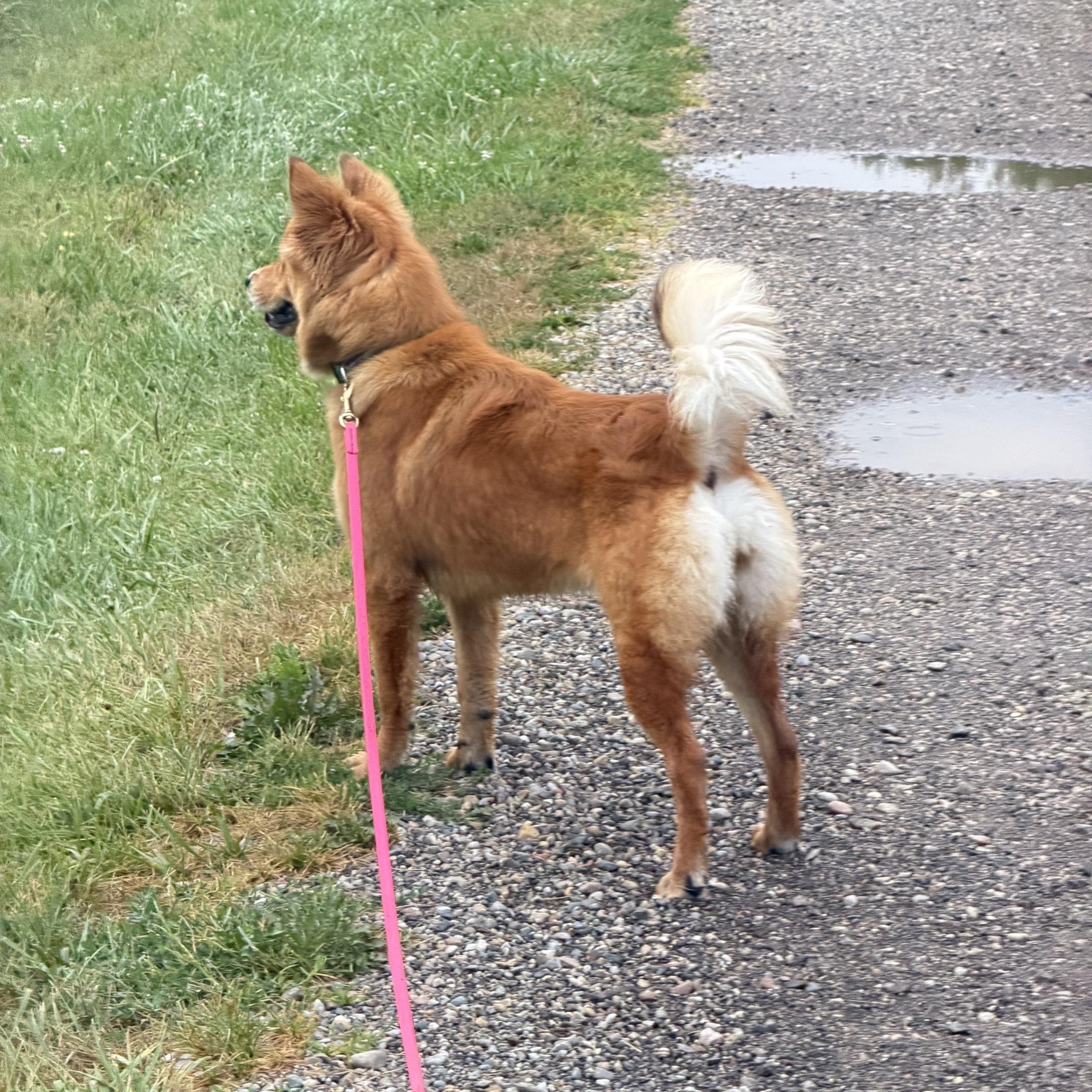 Enlarge Lily Belle, a ADOPTABLE mixed breed in Houston, TX image 5/5
