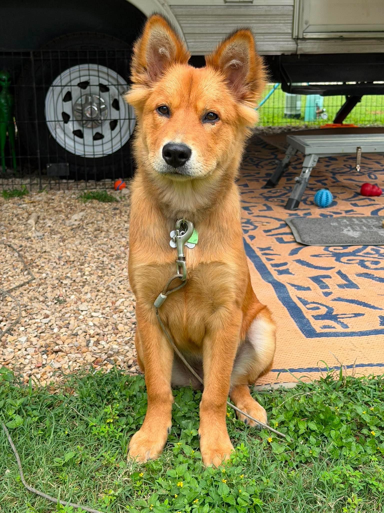 Enlarge Lily Belle, a ADOPTABLE mixed breed in Houston, TX image 4/5