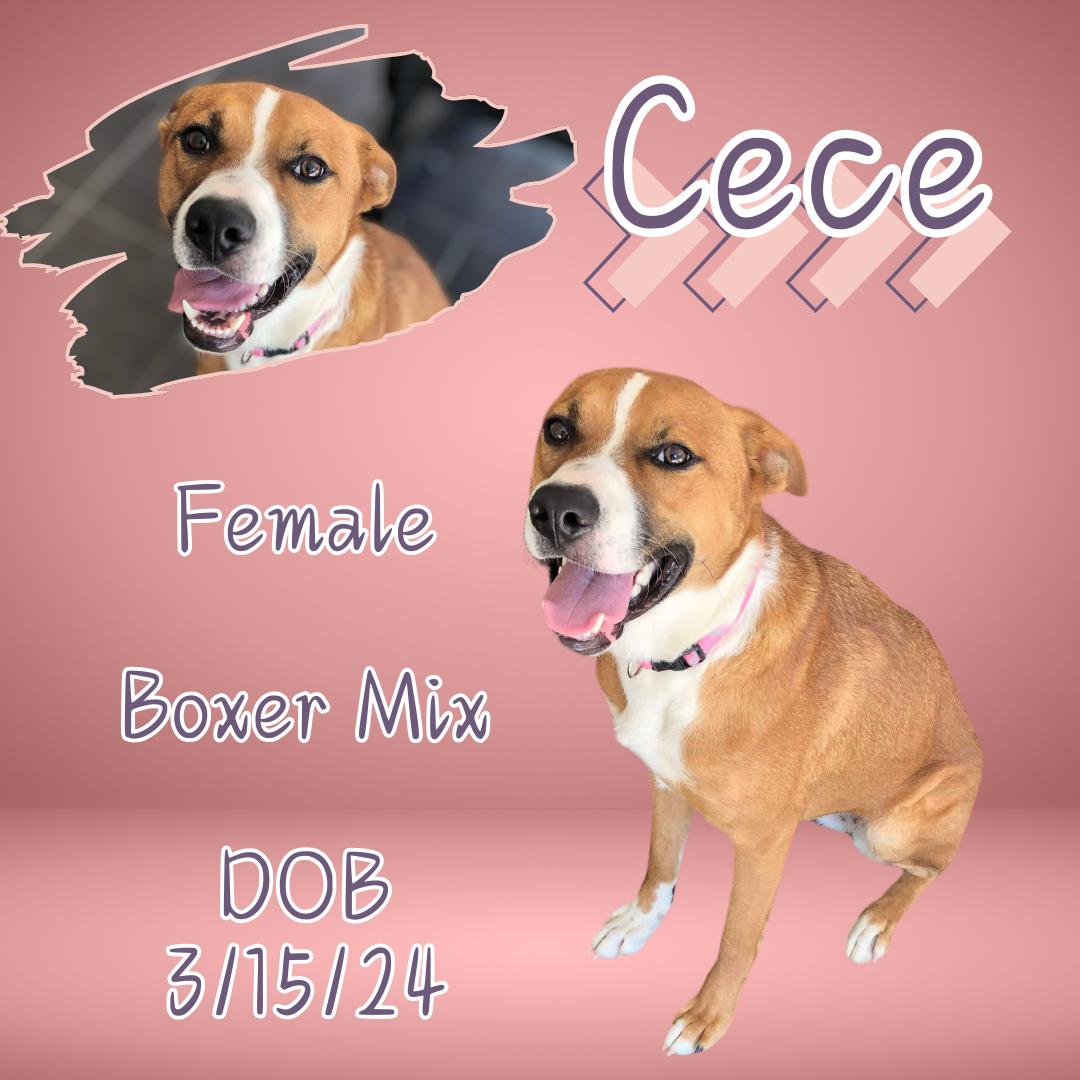 Dog for adoption Cece, a Boxer & Terrier Mix in Castleton, VT Petfinder