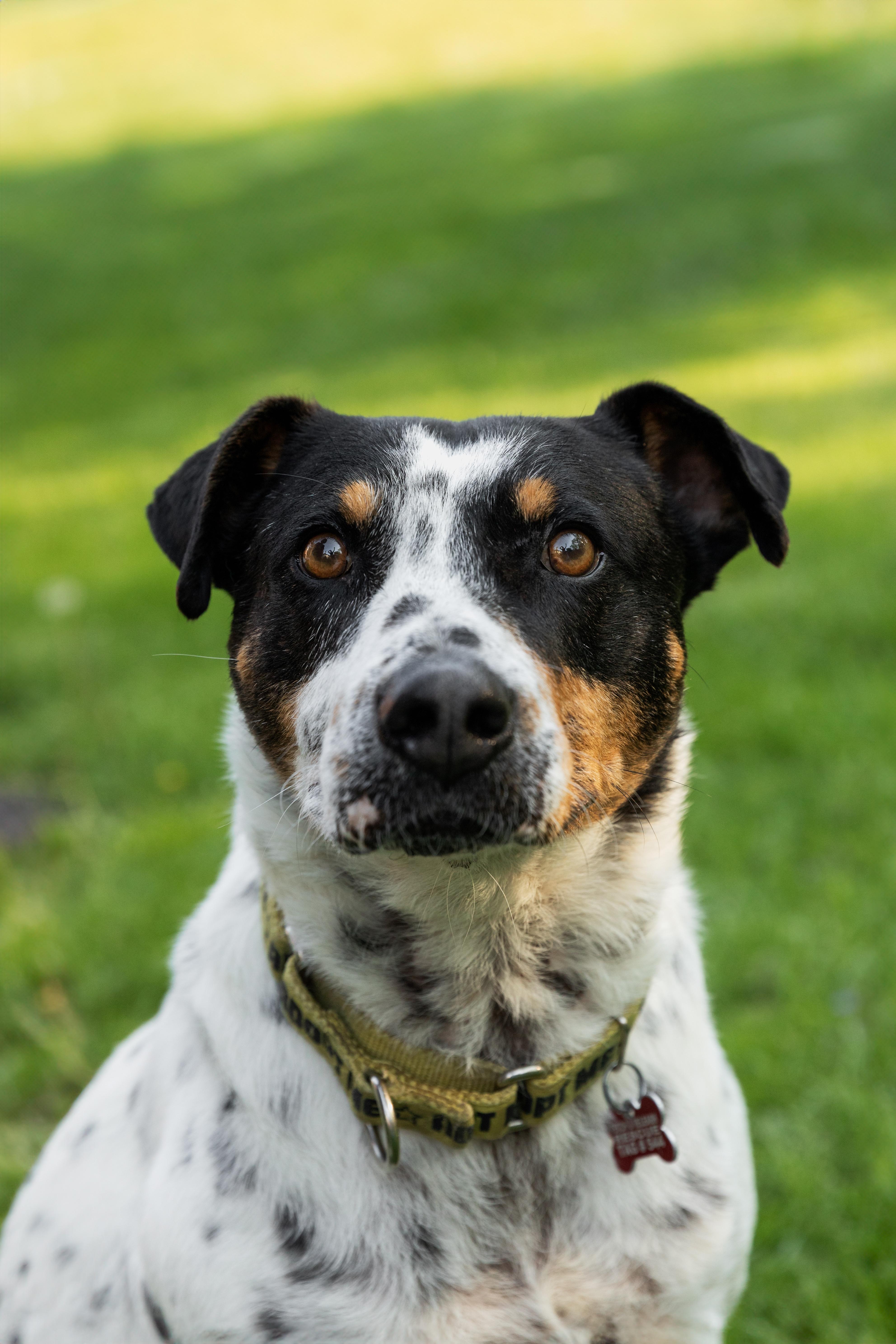 Kiko, ADOPTABLE, Senior Male Mixed Breed.