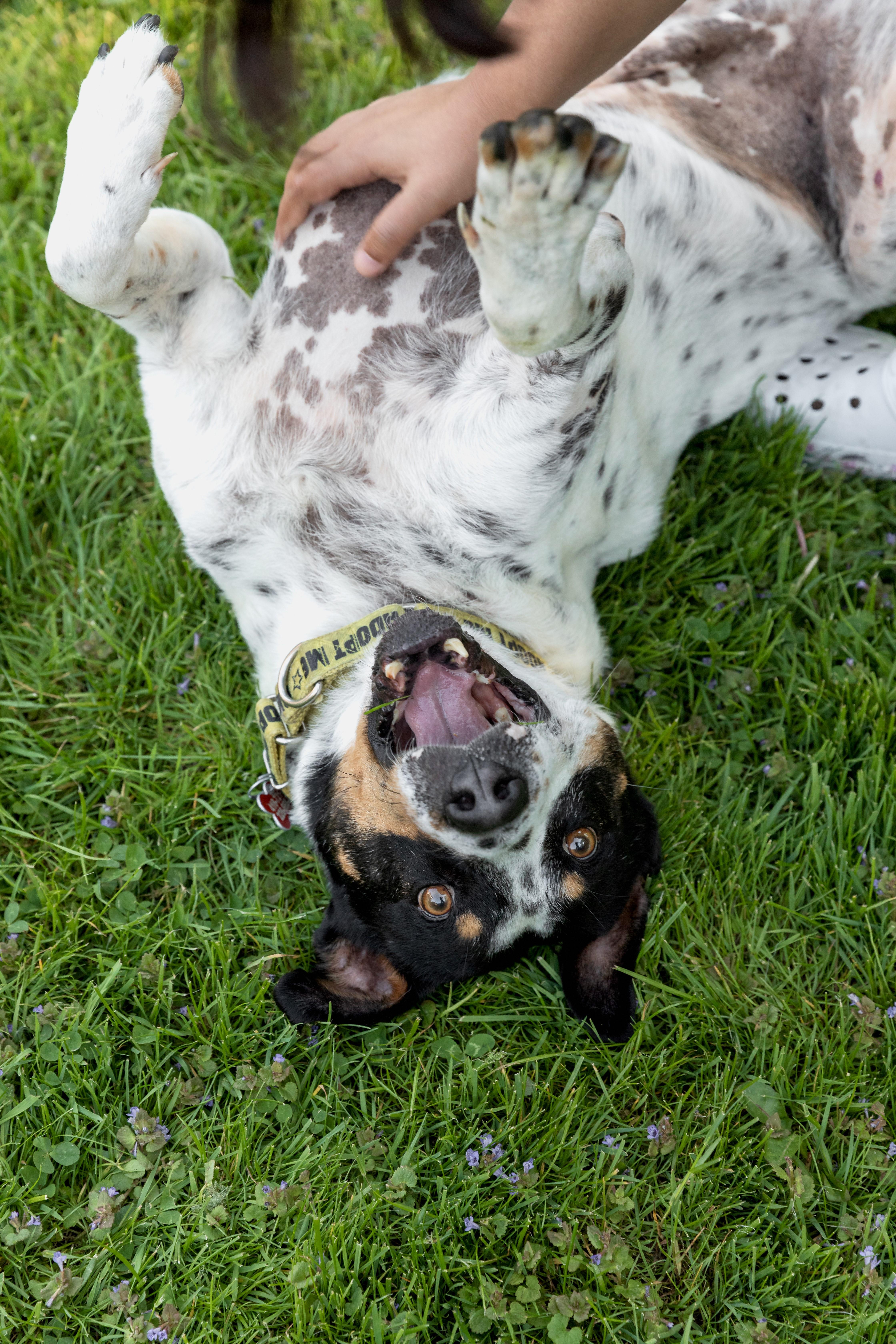 Enlarge Kiko, a ADOPTABLE Mixed Breed in Mississauga, ON image 2/5