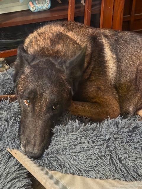Suka FKA Hunter located in Oregon photo