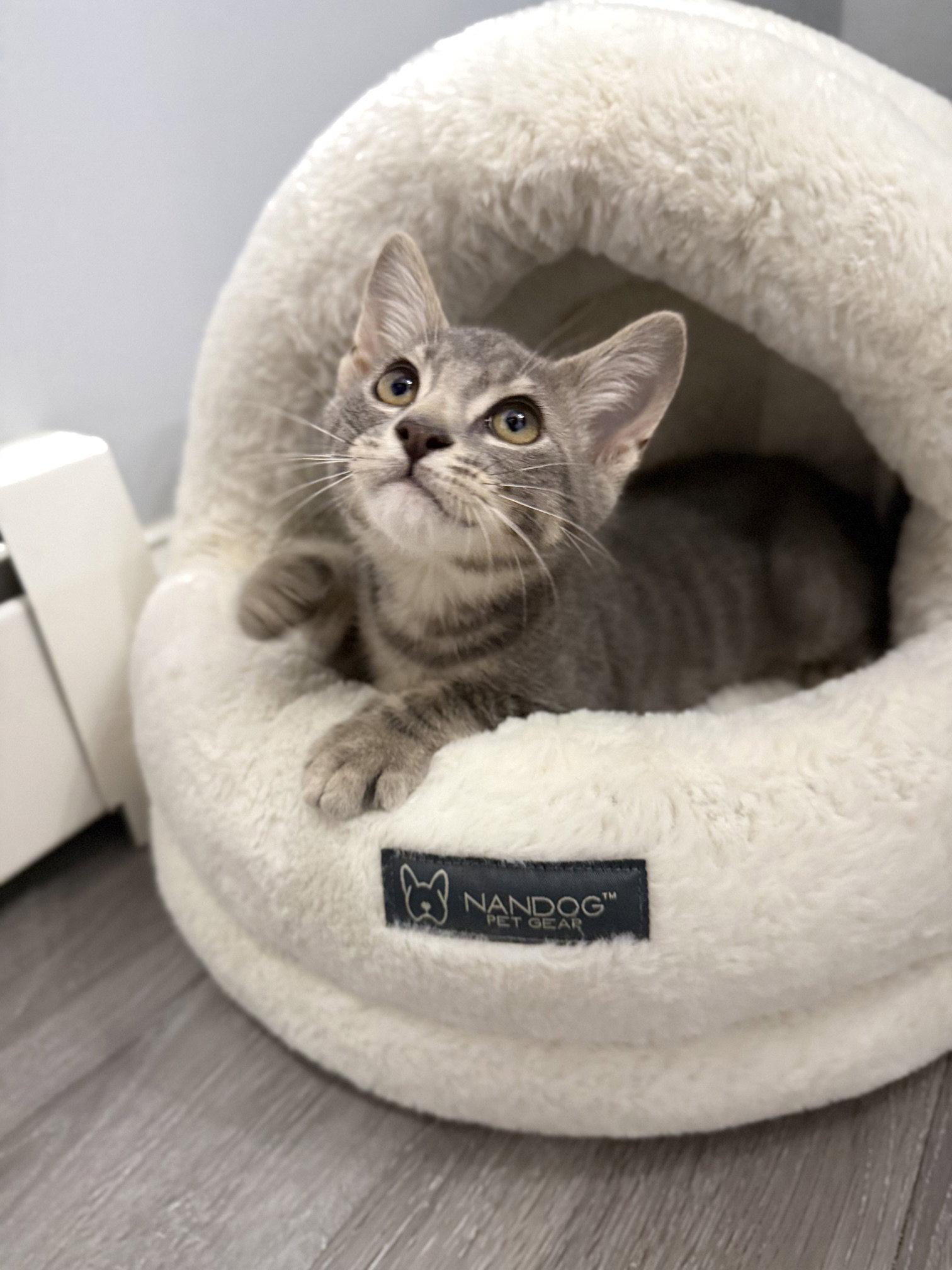 Enlarge Stewart, a Adoptable Domestic Short Hair in Naugatuck, CT image 2/3