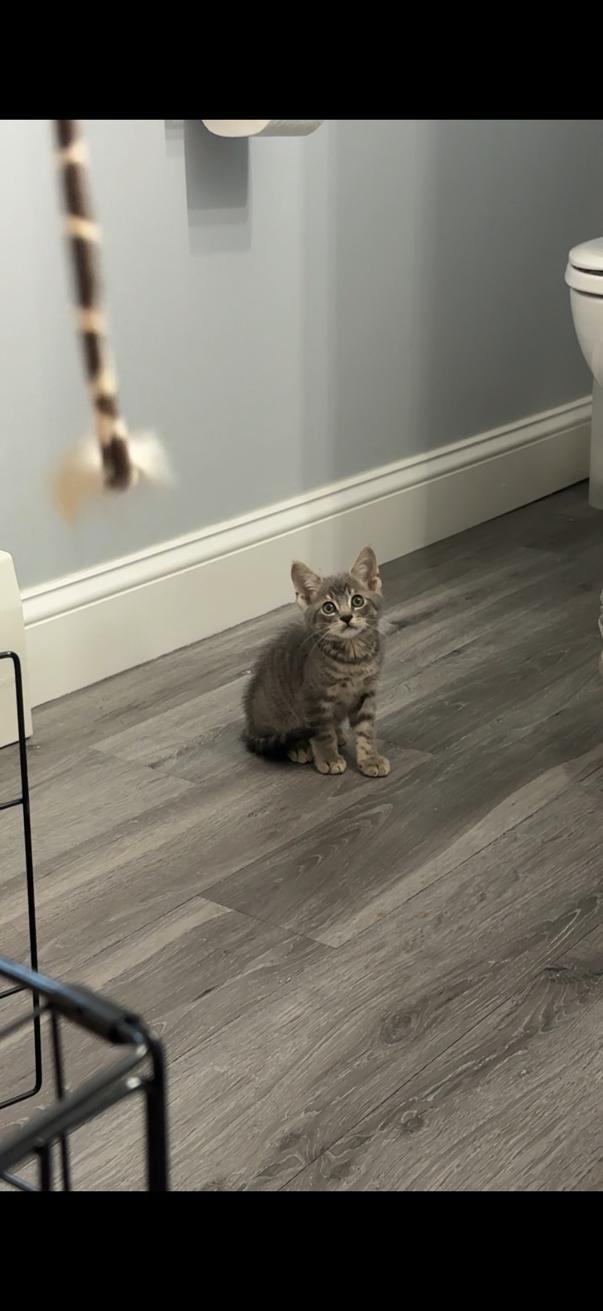 Enlarge Stewart, a Adoptable Domestic Short Hair in Naugatuck, CT image 3/3