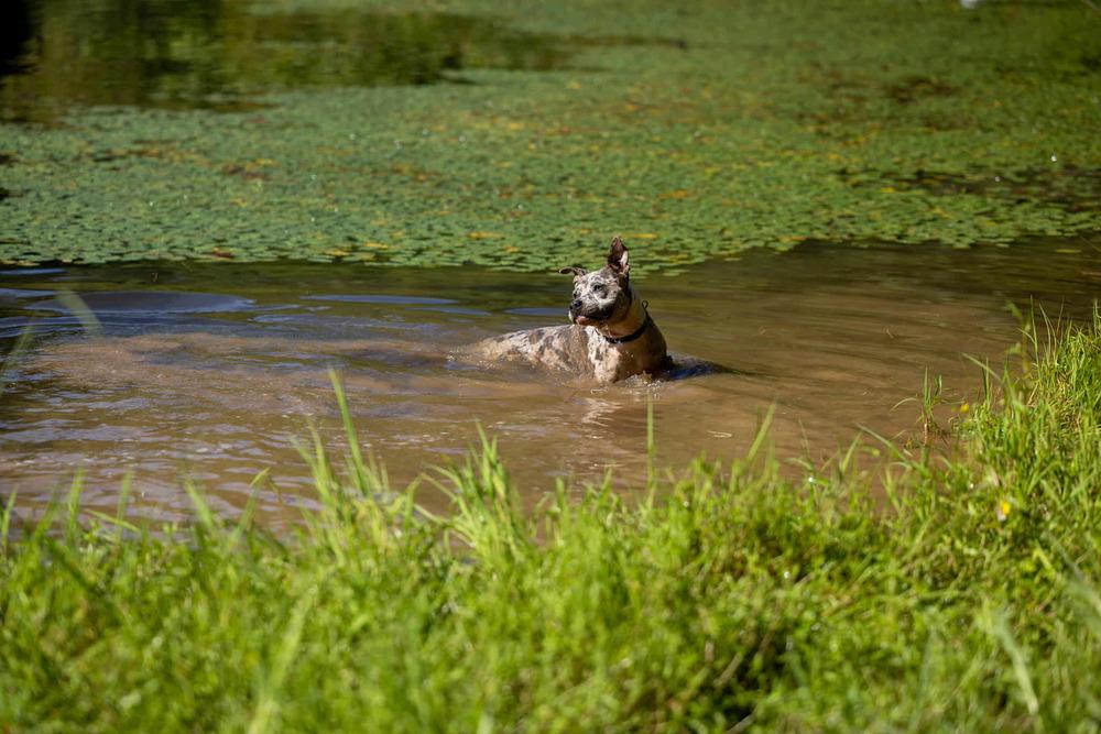 Grapenuts, a Adopted Catahoula Leopard Dog in Statesville, NC image 1/6