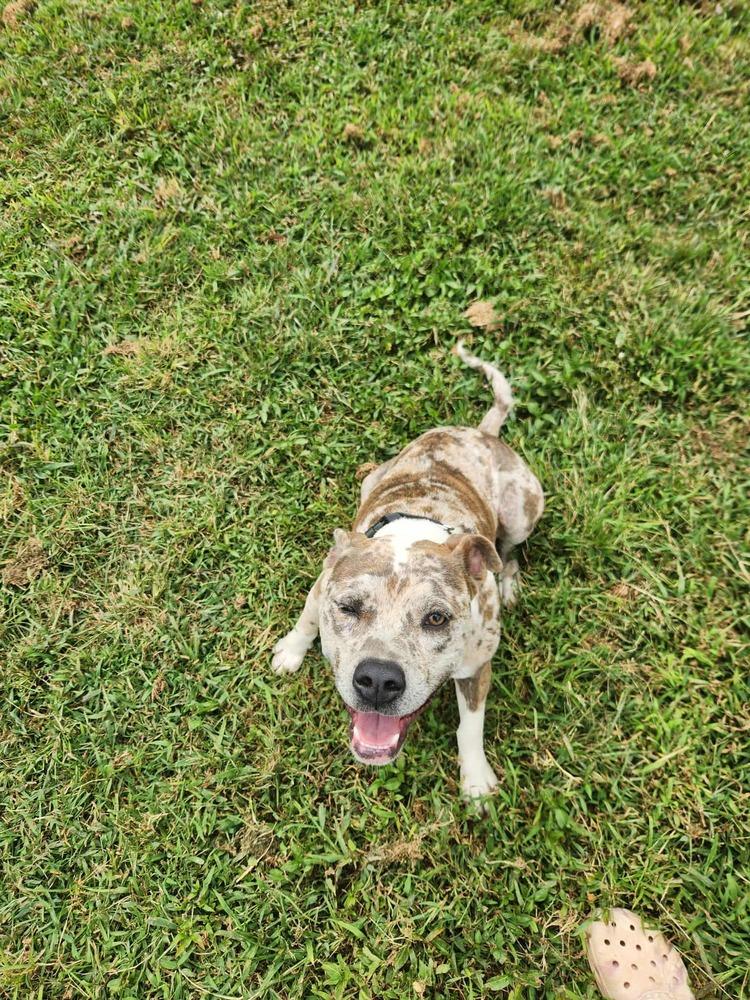 Grapenuts, a Adopted Catahoula Leopard Dog in Statesville, NC image 3/6