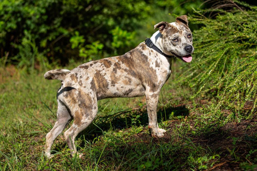 Grapenuts, a Adopted Catahoula Leopard Dog in Statesville, NC image 4/6