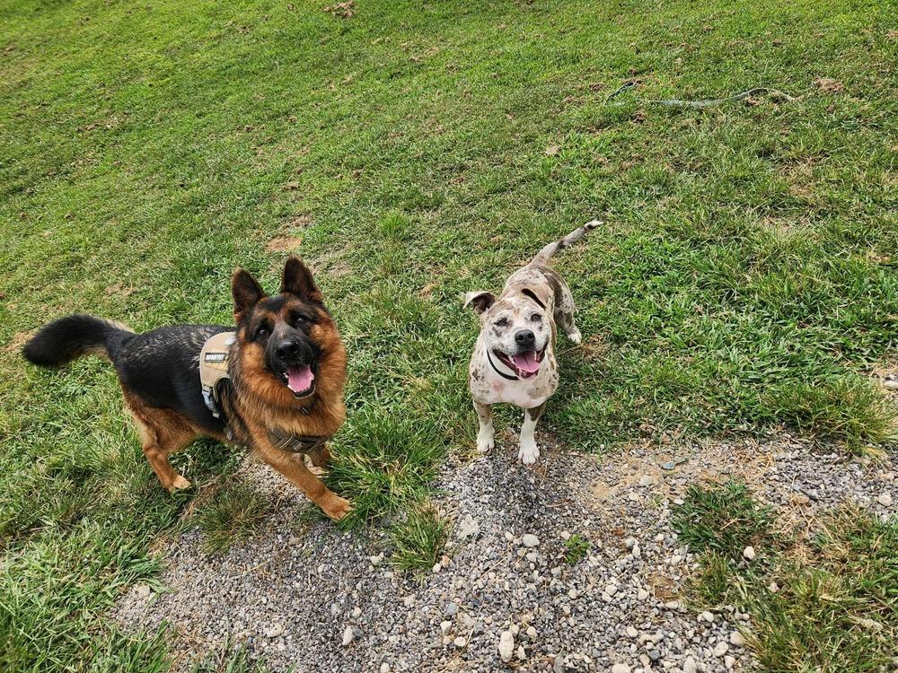 Grapenuts, a Adopted Catahoula Leopard Dog in Statesville, NC image 6/6