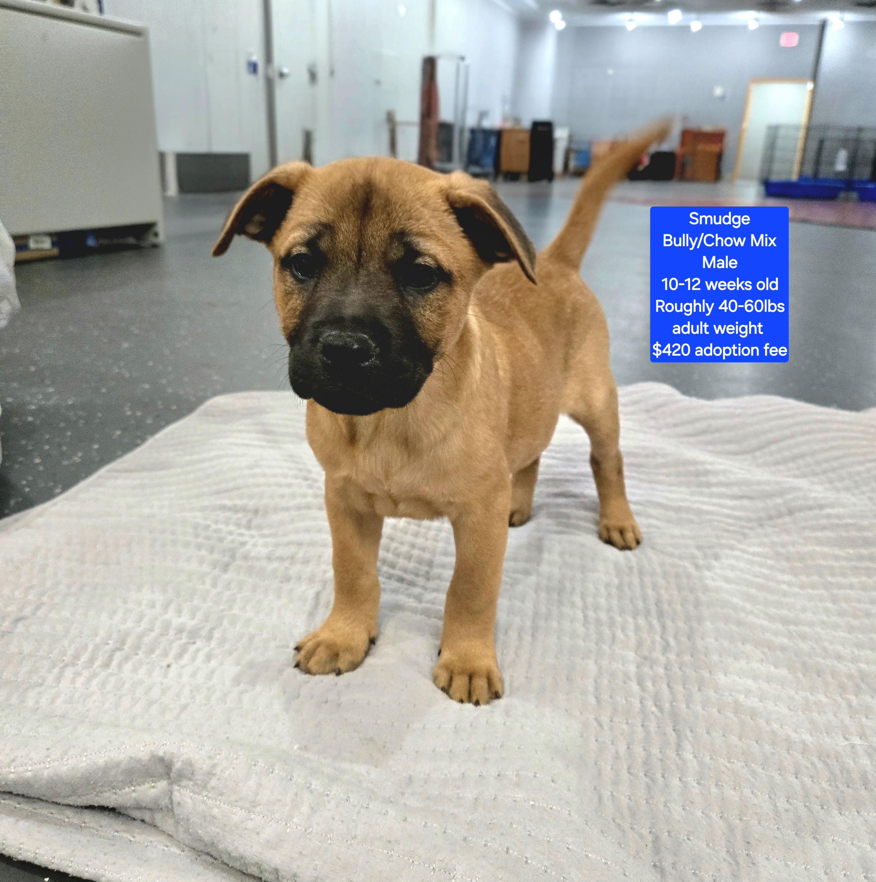 Smudge, ADOPTABLE, Puppy Male American Bully & Chow Chow.