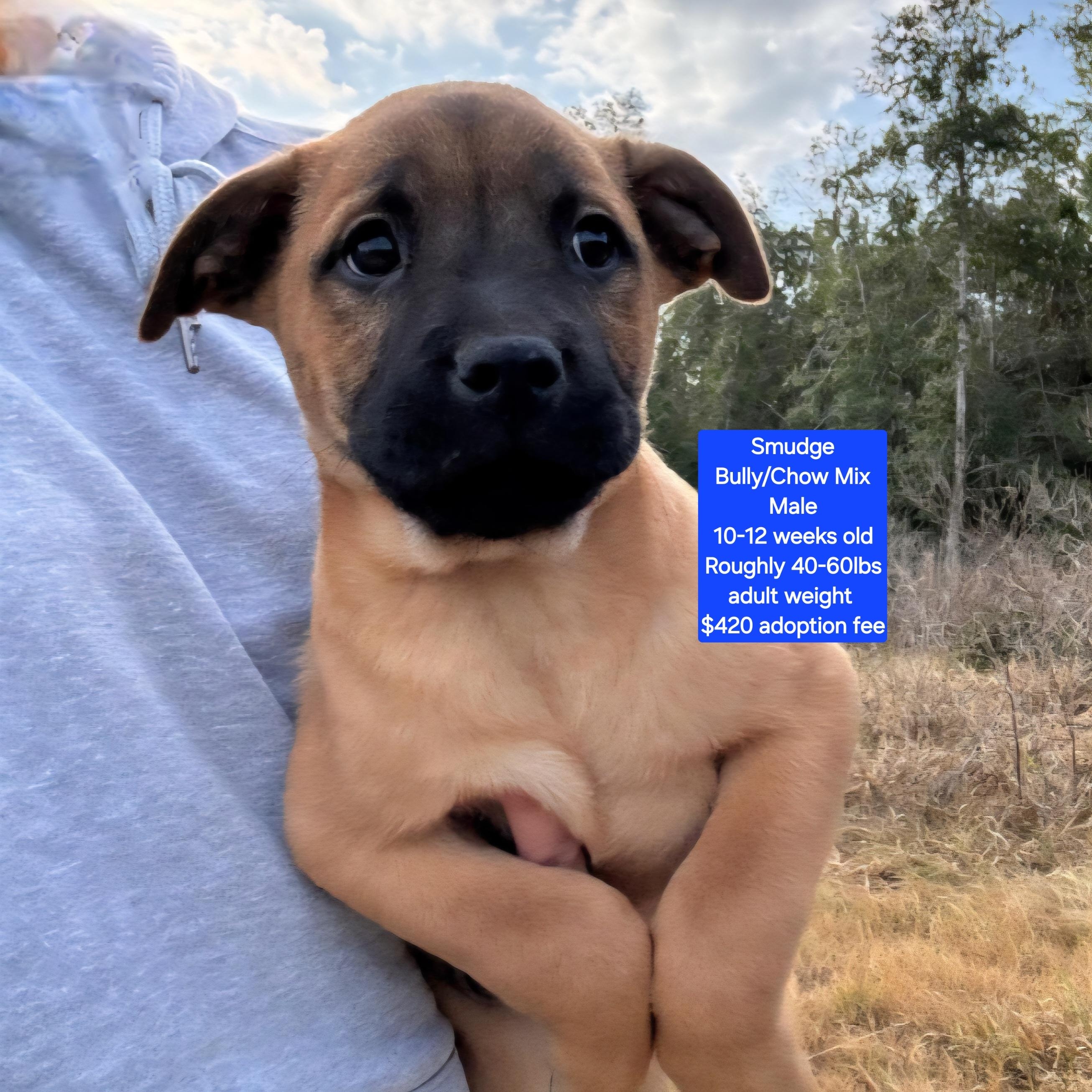 Smudge, ADOPTABLE, Puppy Male American Bully & Chow Chow.