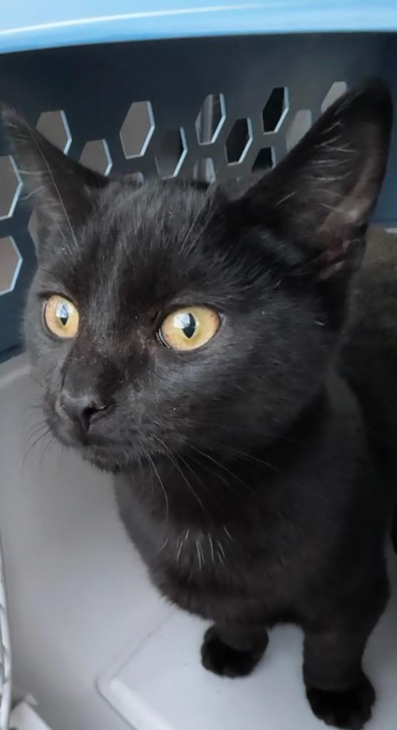 Buffalo Bill, Adoptable, Kitten Male Domestic Short Hair.