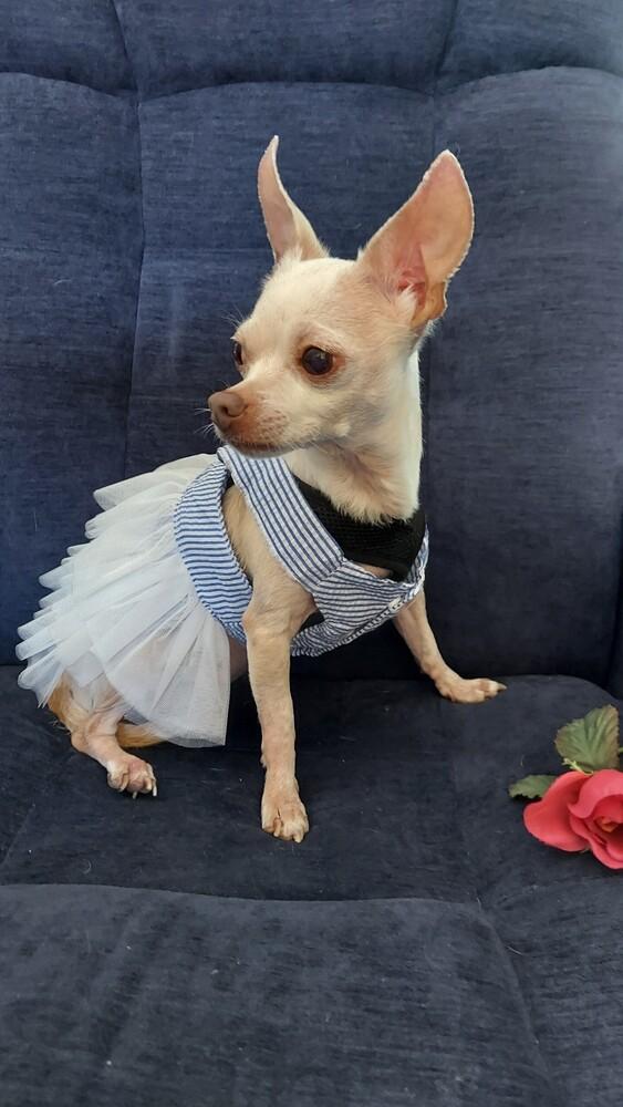 Lil Bit, a Adoptable Chihuahua in Orlando, FL image 1/6