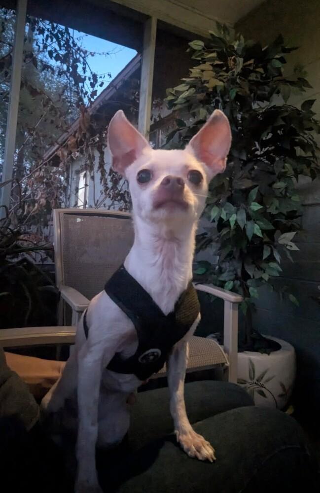 Lil Bit, Adoptable, Adult Female Chihuahua.