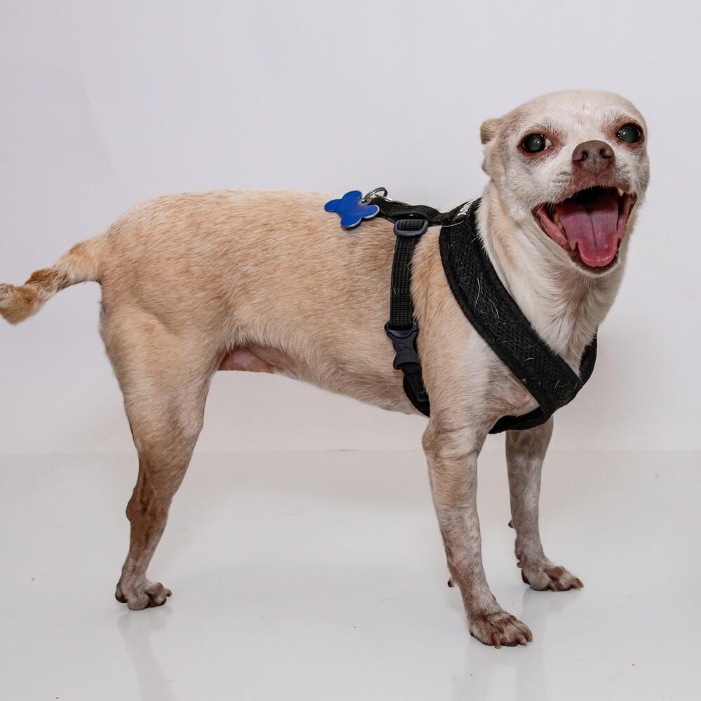 Enlarge Lil Bit, a Adoptable Chihuahua in Orlando, FL image 3/5
