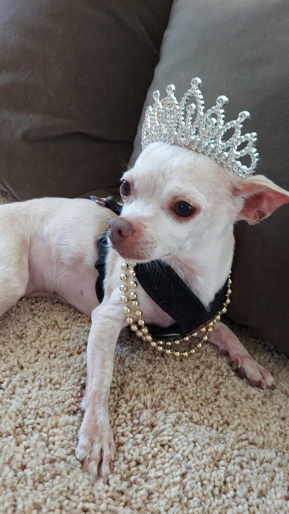 Lil Bit, a Adoptable Chihuahua in Orlando, FL image 3/6