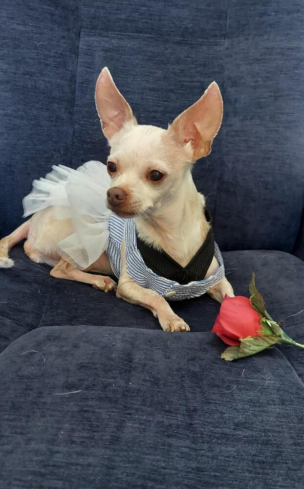 Lil Bit, a Adoptable Chihuahua in Orlando, FL image 4/6