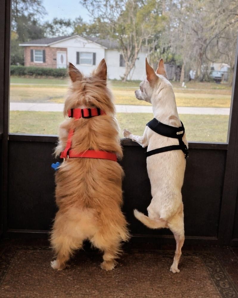 Enlarge Lil Bit, a Adoptable Chihuahua in Orlando, FL image 3/6