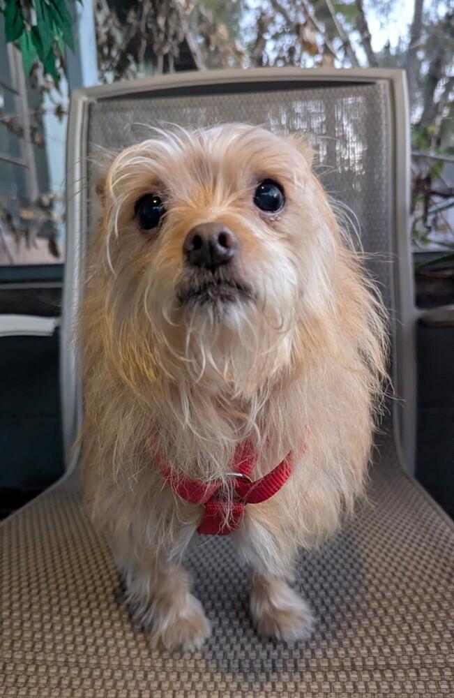 Enlarge Lil Bit, a Adoptable Chihuahua in Orlando, FL image 4/6