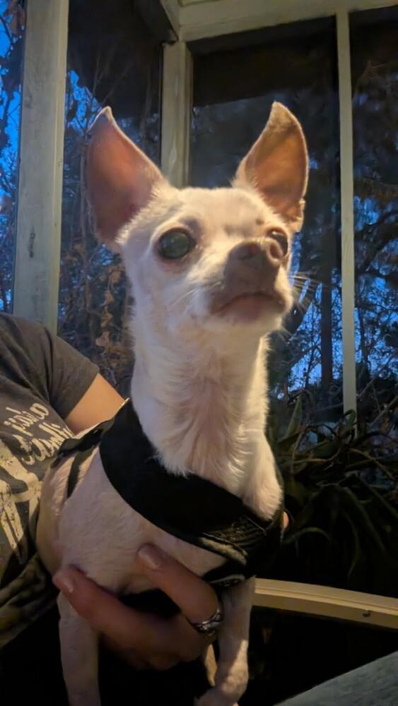 Enlarge Lil Bit, a Adoptable Chihuahua in Orlando, FL image 5/6