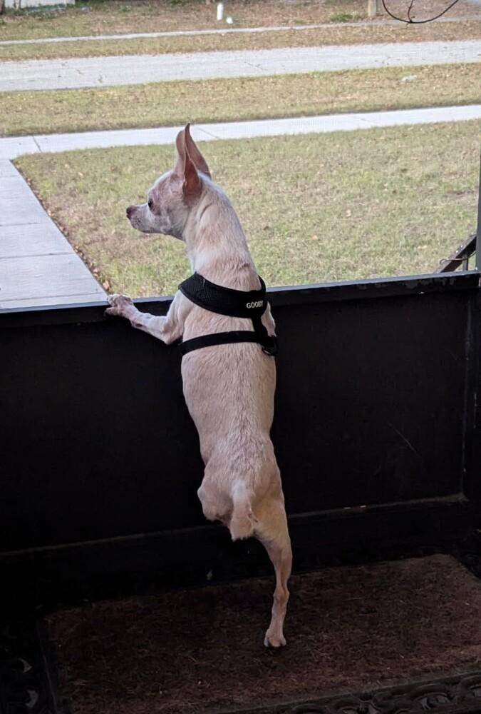 Enlarge Lil Bit, a Adoptable Chihuahua in Orlando, FL image 6/6