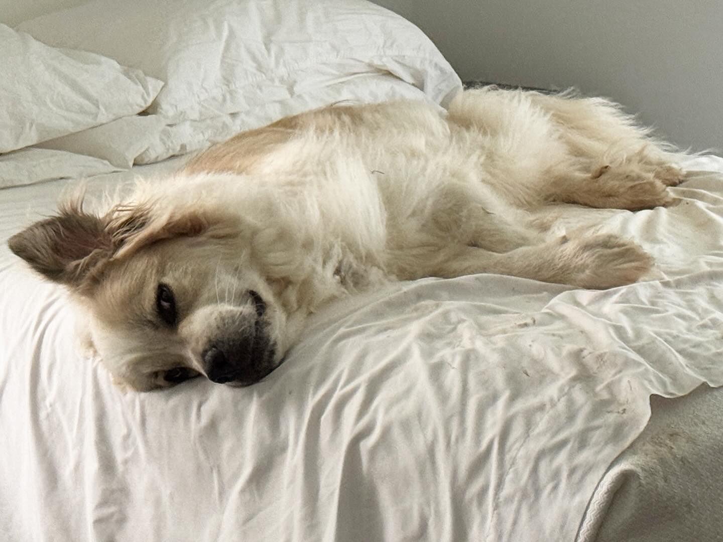 Enlarge Oberon, a Adoptable Great Pyrenees in Atlanta, GA image 2/6