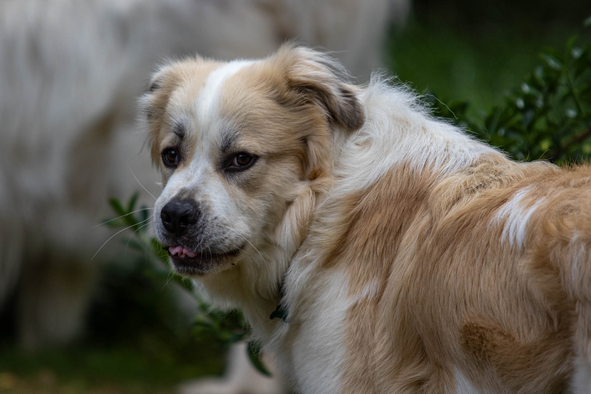 Enlarge Oberon, a Adoptable Great Pyrenees in Atlanta, GA image 6/6