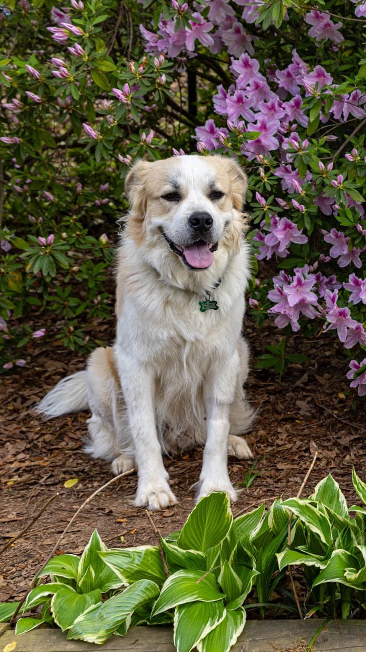 Enlarge Oberon, a Adoptable Great Pyrenees in Atlanta, GA image 3/6