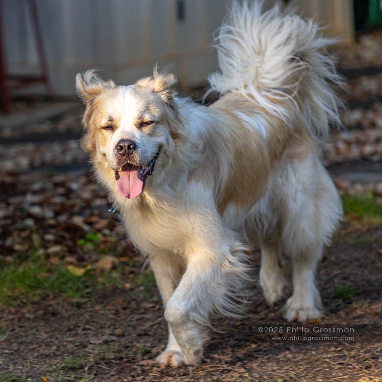 Oberon, Adoptable, Adult Male Great Pyrenees.