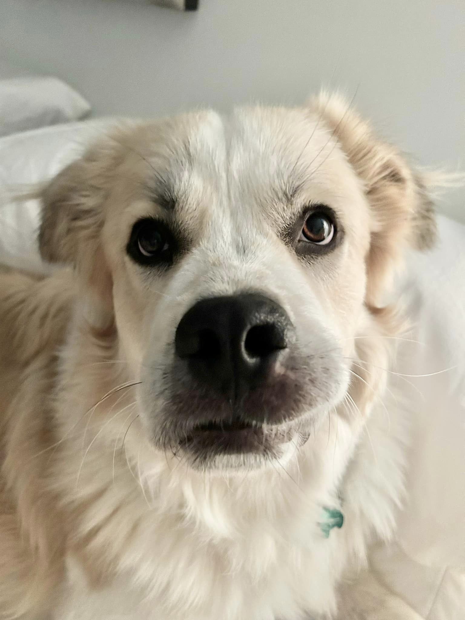 Enlarge Oberon, a Adoptable Great Pyrenees in Atlanta, GA image 5/6