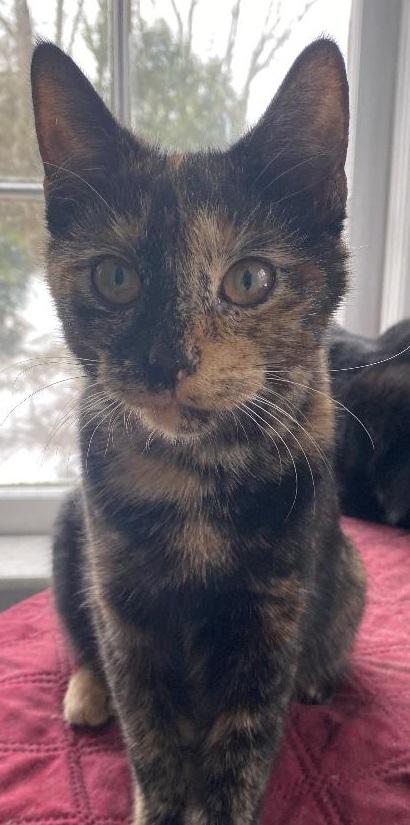 Allie, ADOPTABLE, Kitten Female Tortoiseshell.