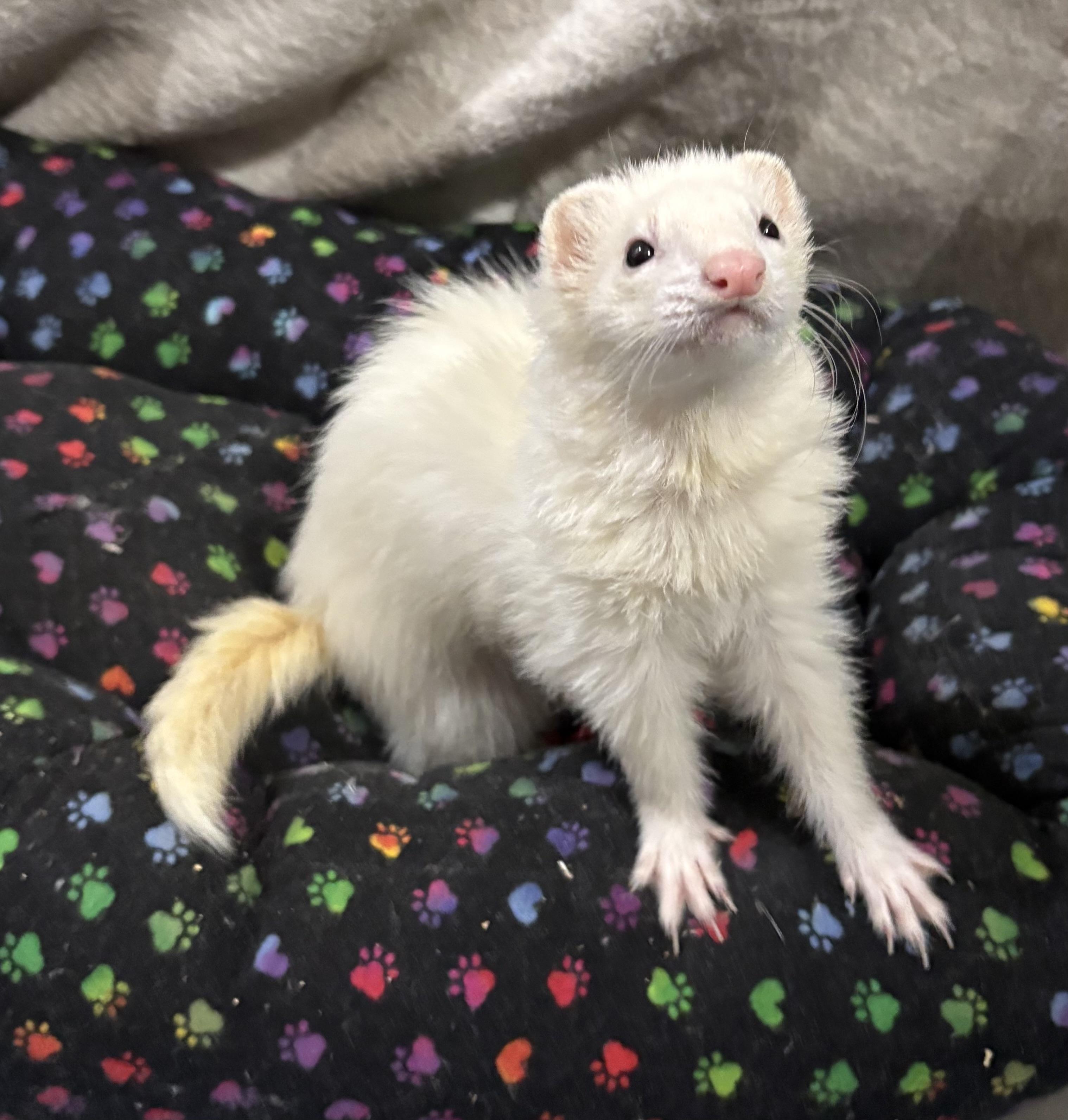 Mavis, ADOPTABLE, Adult Female Ferret.
