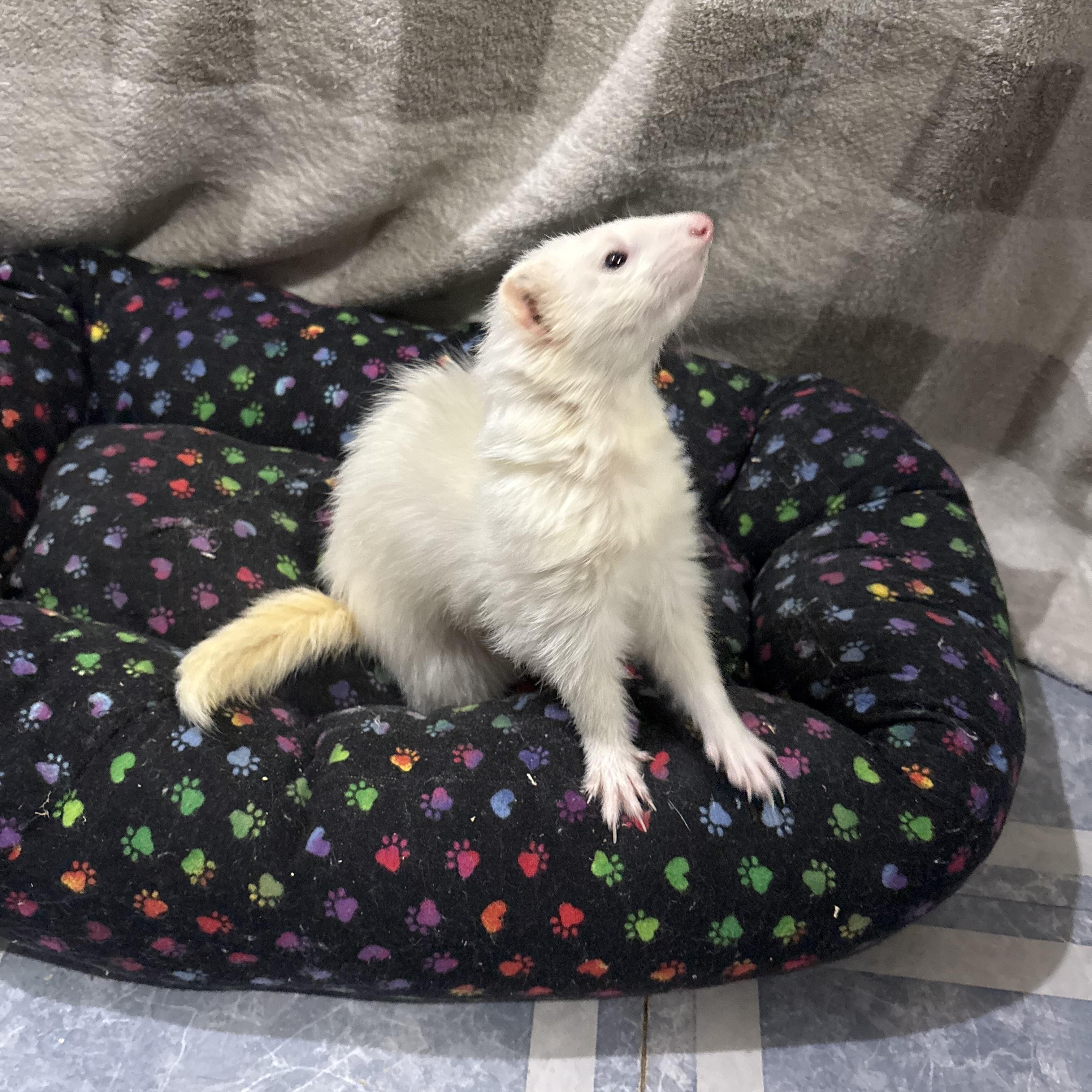 Enlarge Mavis, a ADOPTABLE Ferret in Grand Rapids, MI image 2/2