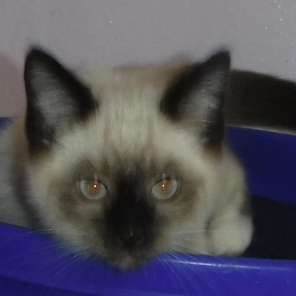 Beckham - Social Snowshoe Mix