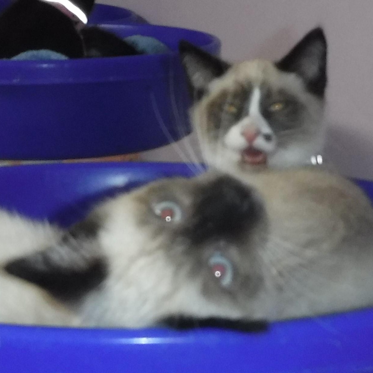 Beckham - Social Snowshoe Mix