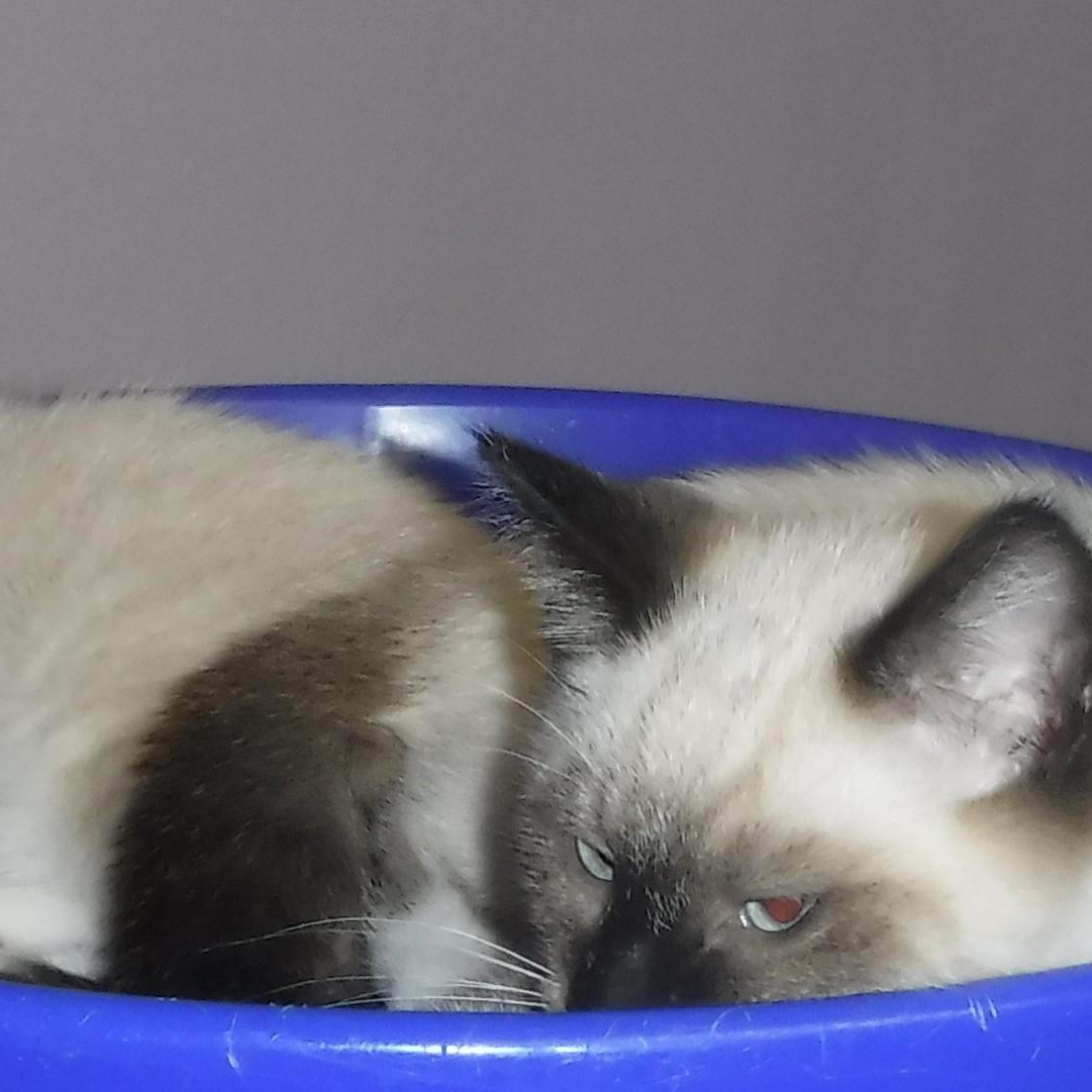 Beckham - Social Snowshoe Mix