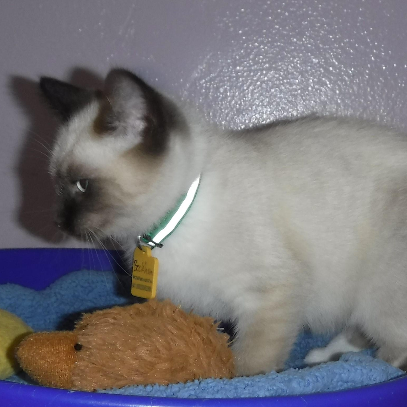 Beckham - Social Snowshoe Mix