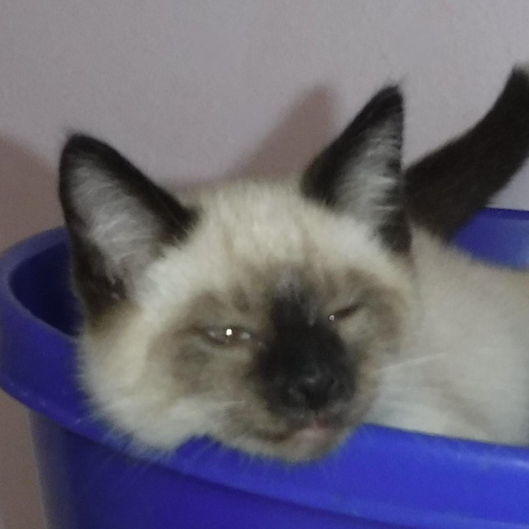 Beckham - Social Snowshoe Mix