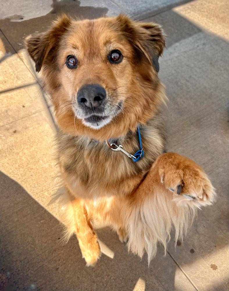 Enlarge Ruckus, a Adoptable mixed breed in Jamul, CA image 1/5