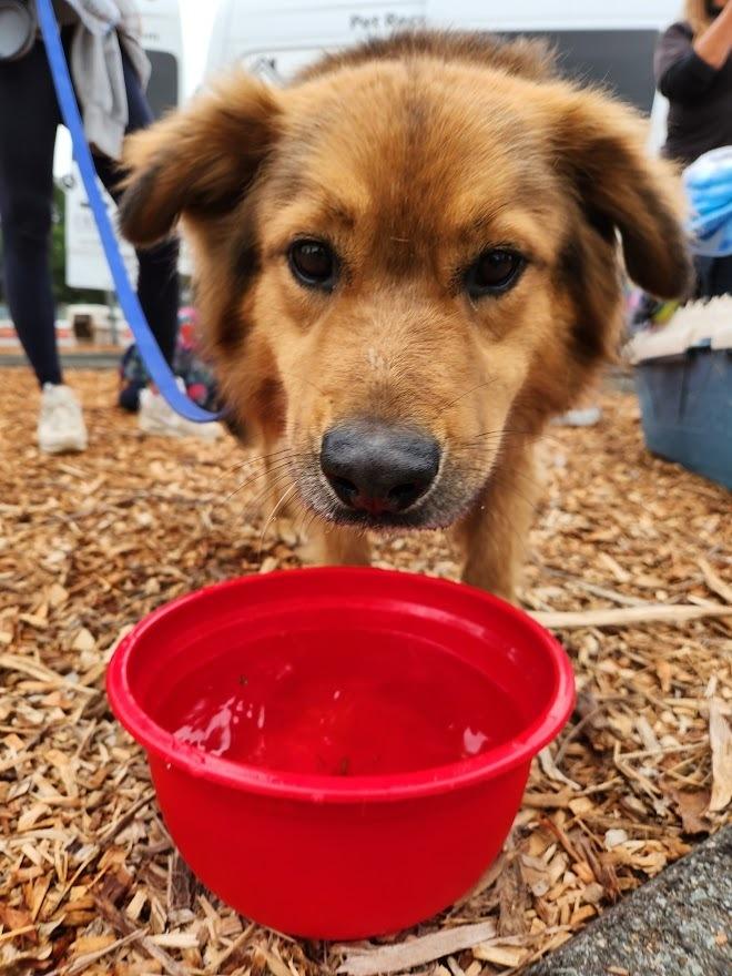 Ruckus, a Adoptable mixed breed in Jamul, CA image 2/6