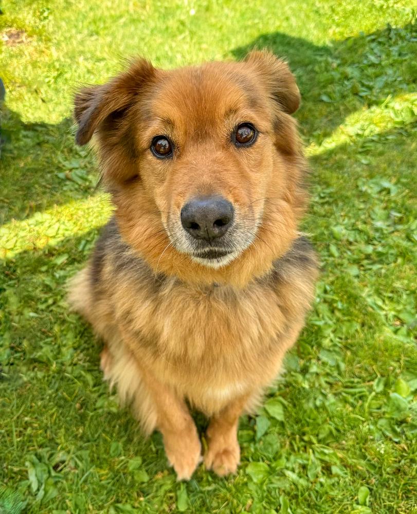 Enlarge Ruckus, a Adoptable mixed breed in Jamul, CA image 1/5