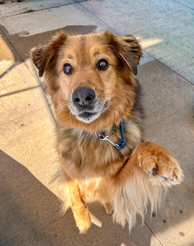 Enlarge Ruckus, a Adoptable mixed breed in Jamul, CA image 2/5